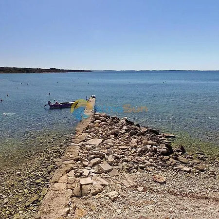 Paulonia Comfortable פרוי